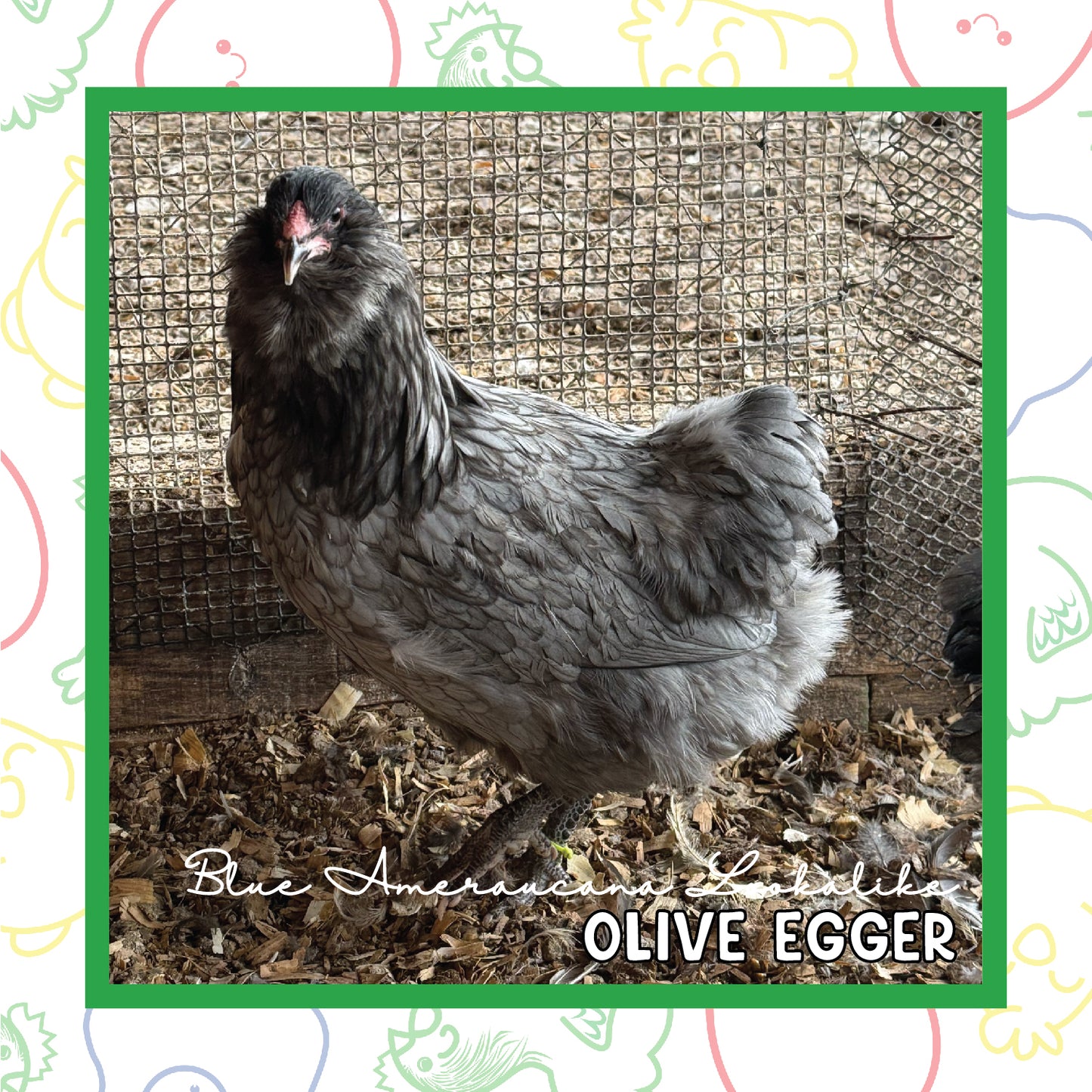 Olive Egger Pullet (New Year's Day Sale)