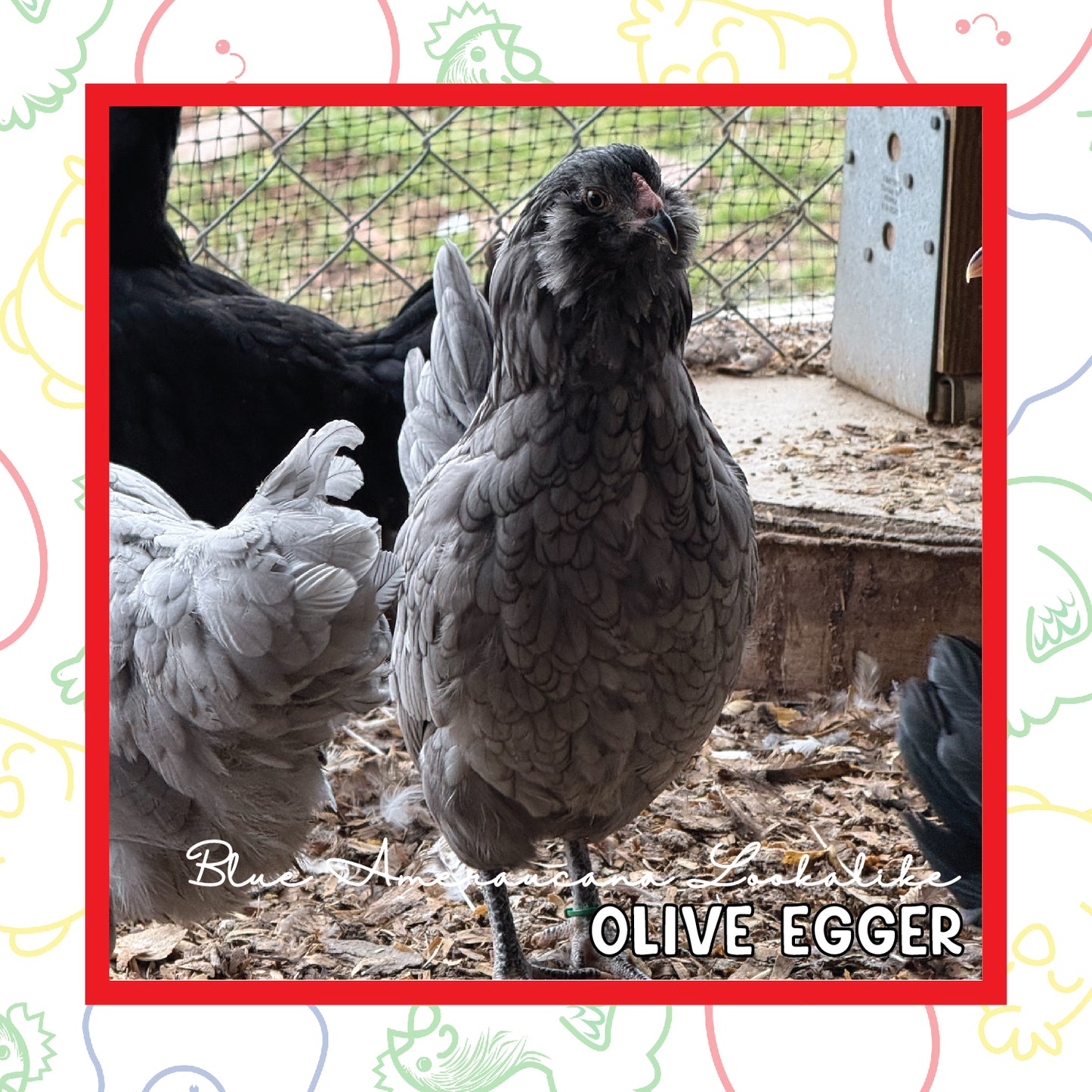 12-16 Week Olive Egger (New Years Sale)