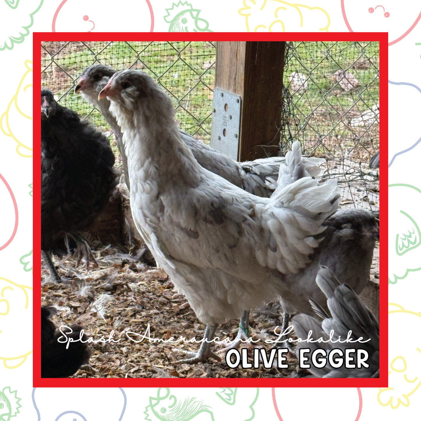 12-16 Week Olive Egger (New Years Sale)