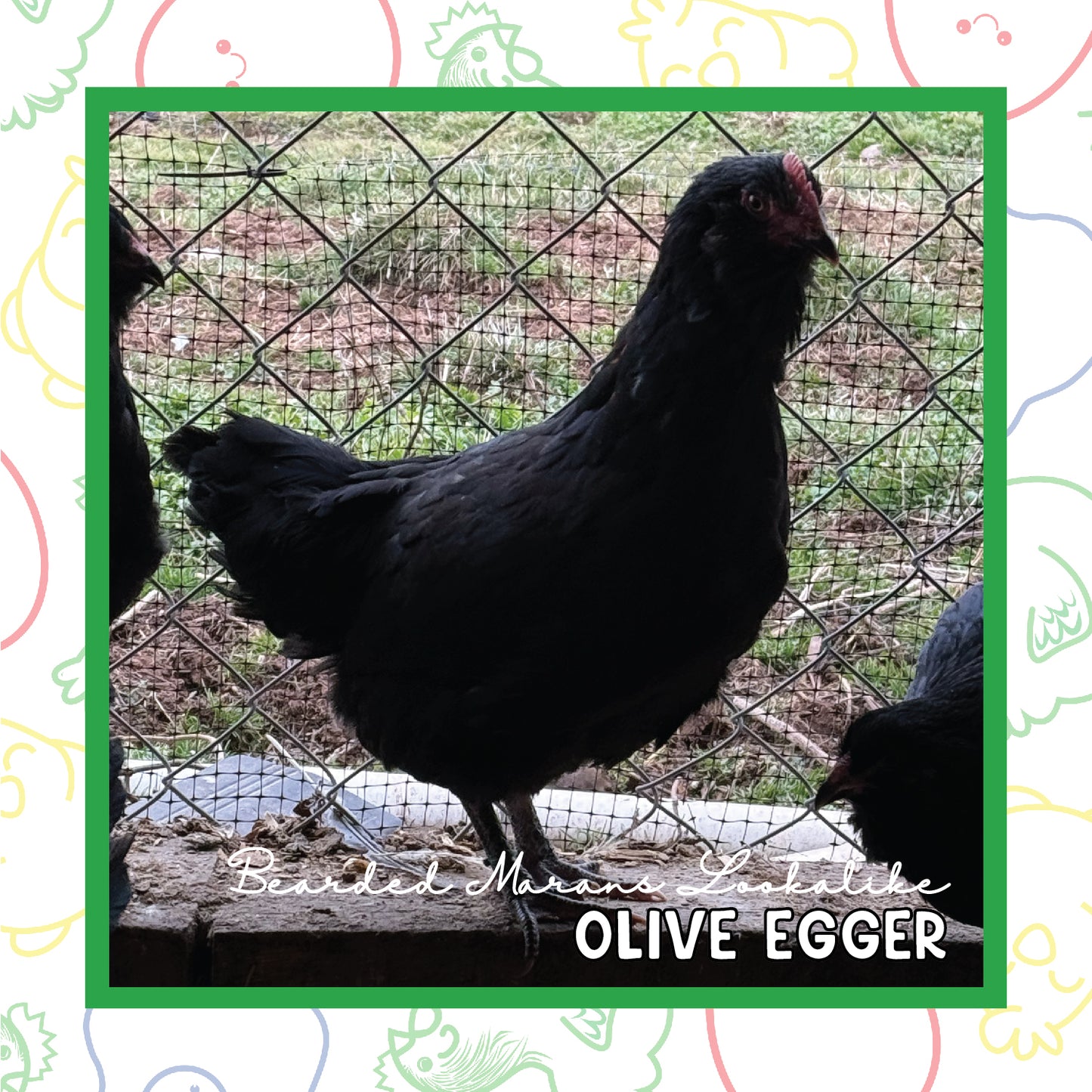 Olive Egger Pullet (New Year's Day Sale)