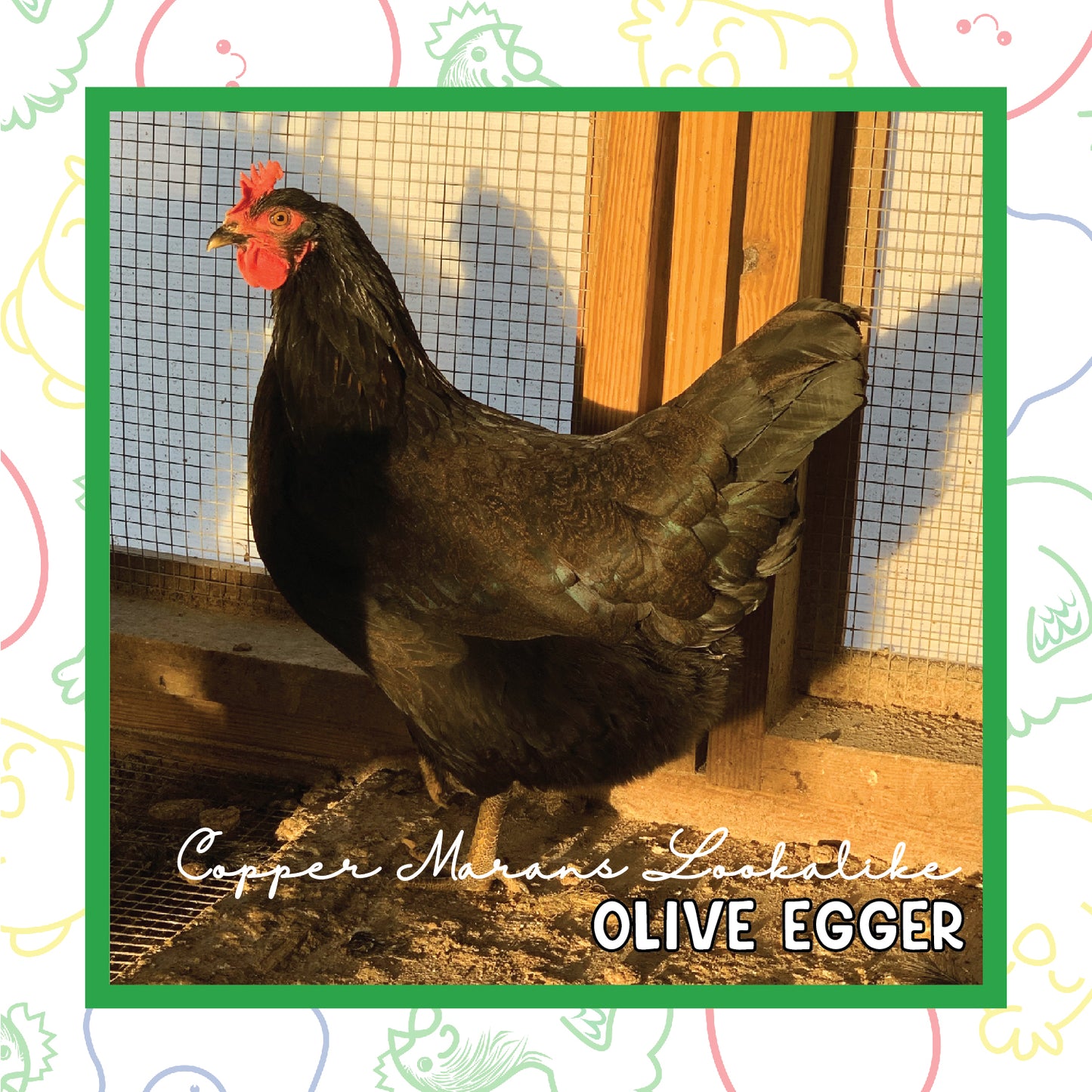 Olive Egger Pullet (New Year's Day Sale)