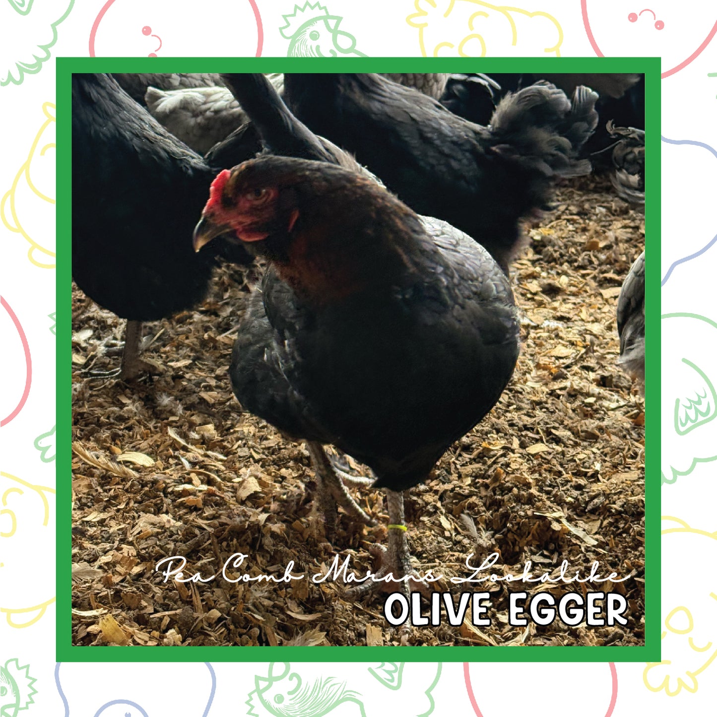 Olive Egger Pullet (New Year's Day Sale)