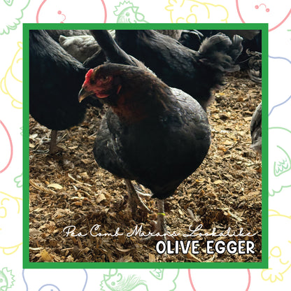 Olive Egger Pullet (New Year's Day Sale)