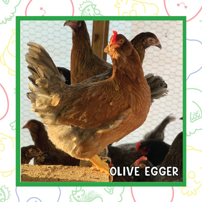 Olive Egger Pullet (New Year's Day Sale)
