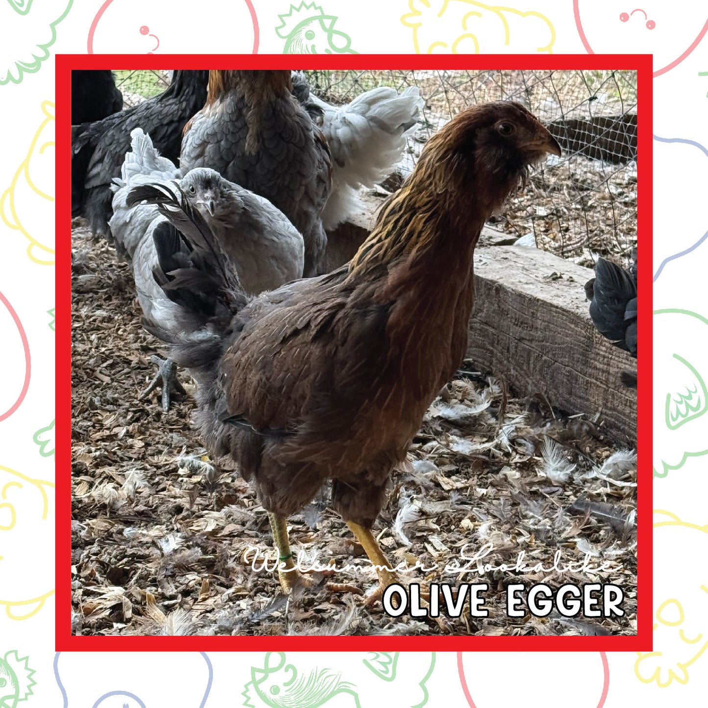 12-16 Week Olive Egger (New Years Sale)