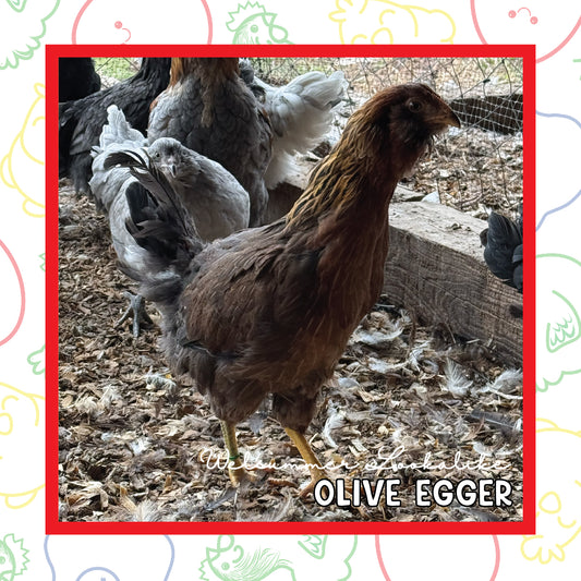 12-16 Week Olive Egger (New Years Sale)