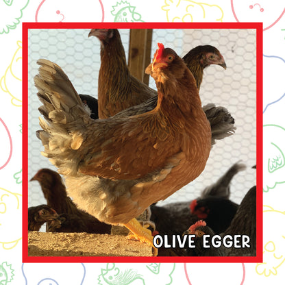 12-16 Week Olive Egger (New Years Sale)
