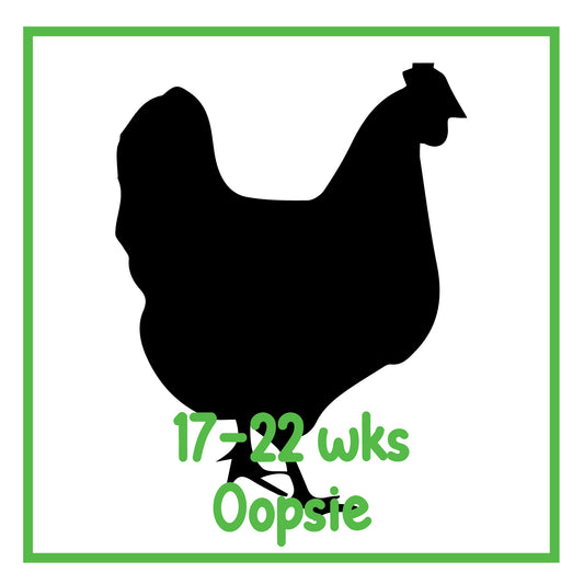"Oopsie" Pullet (17-22 weeks)