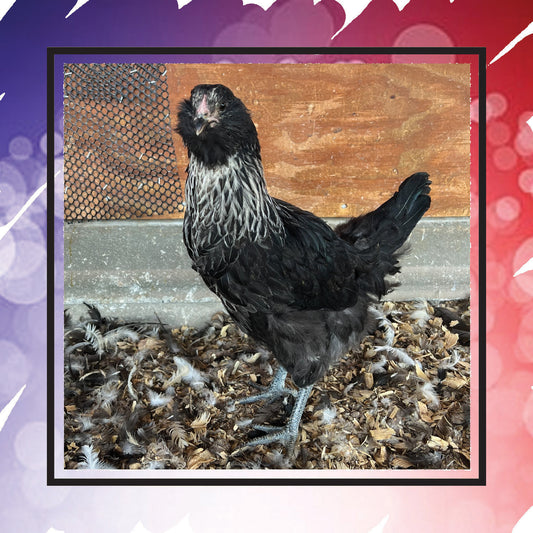 Mixed Breed "Oopsie" (New Year's Day Sale)