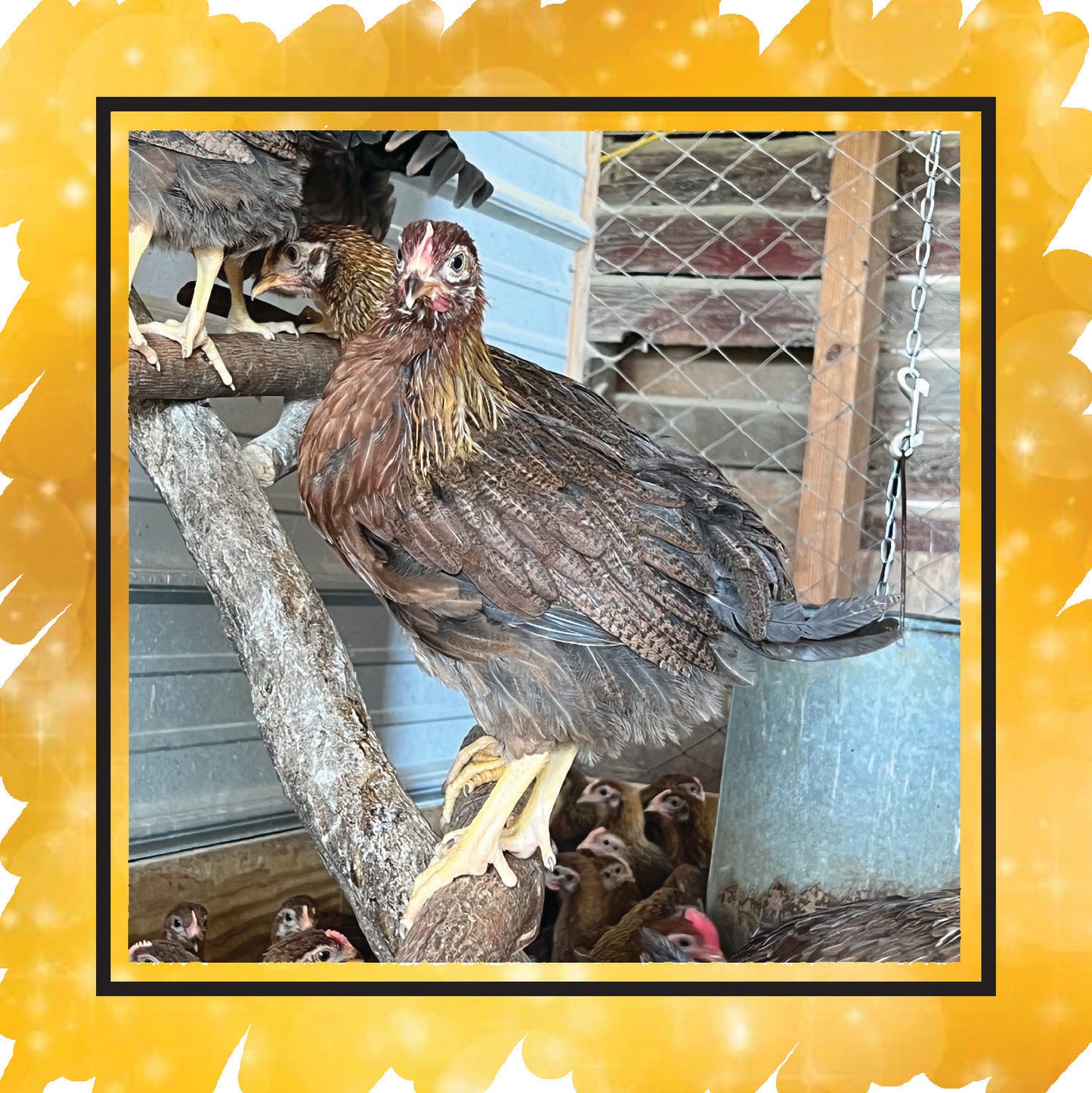 Welsummer Pullets (New Year's Sale)
