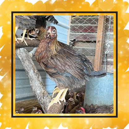 Welsummer Pullets (New Year's Sale)