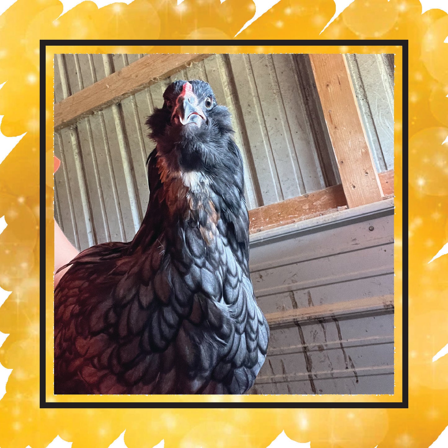 Olive Egger Pullet (New Year's Sale)
