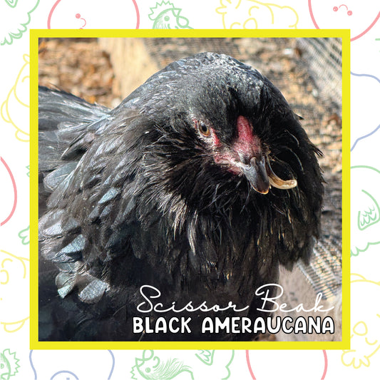 17+ Black Ameraucana (Scissor Beak)
