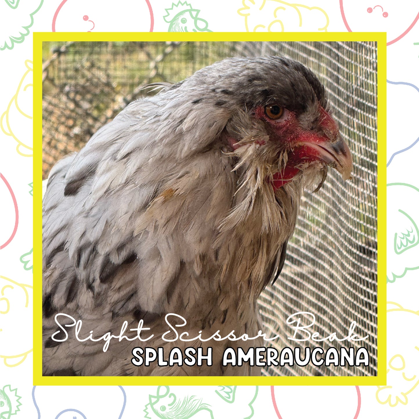 17+ Week Splash Ameraucana (Slight Cross Beak)