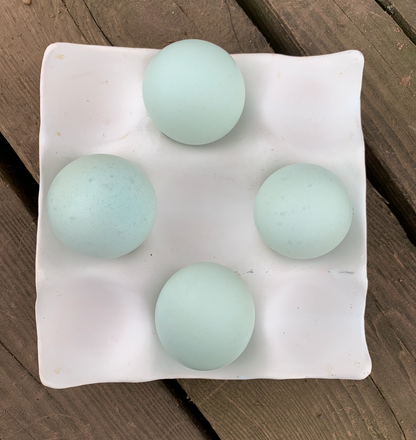 Hatching Egg: Ameraucana