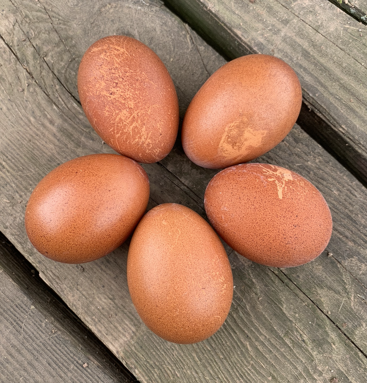 Hatching Egg: Copper Marans