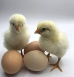 Hatching Egg: Delaware