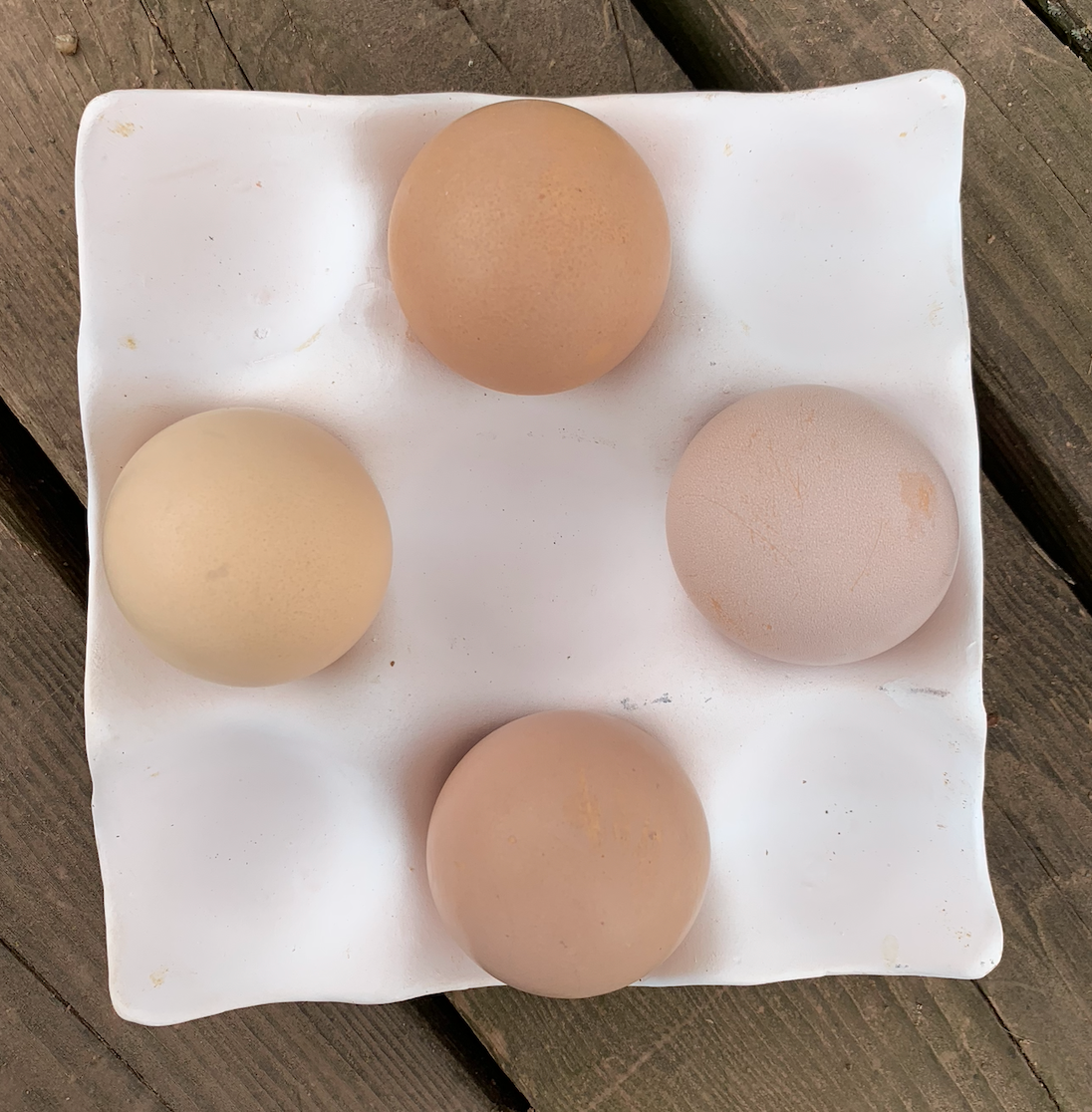 Hatching Egg: Delaware