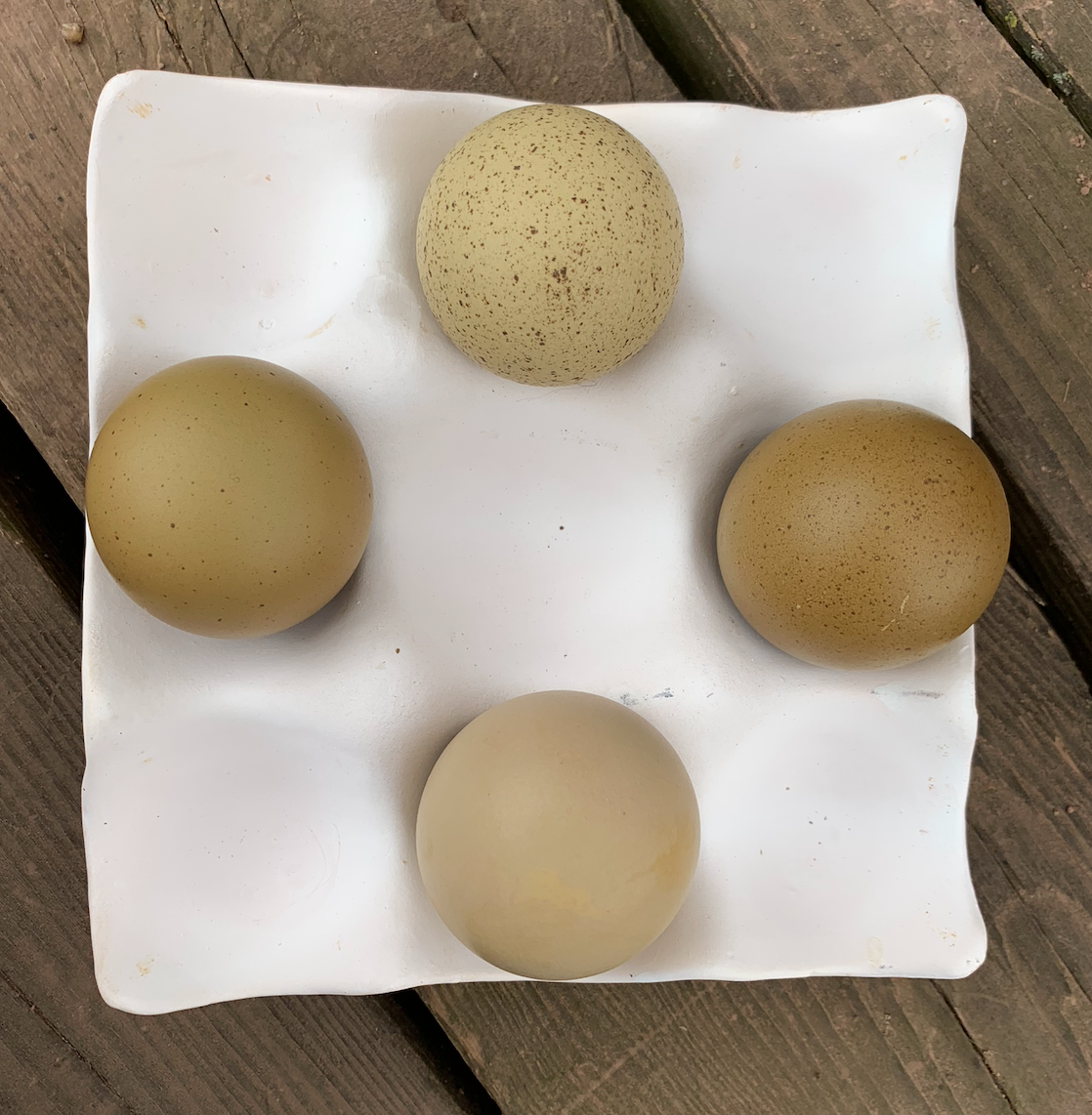 Hatching Egg: Olive Egger