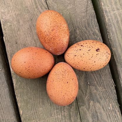 Hatching Egg: Welsummer