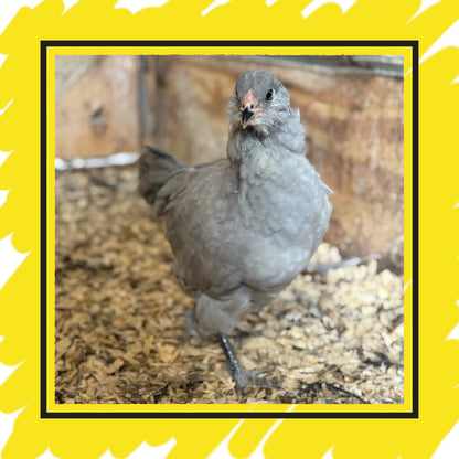 Ameraucana Pullet (12+ weeks)