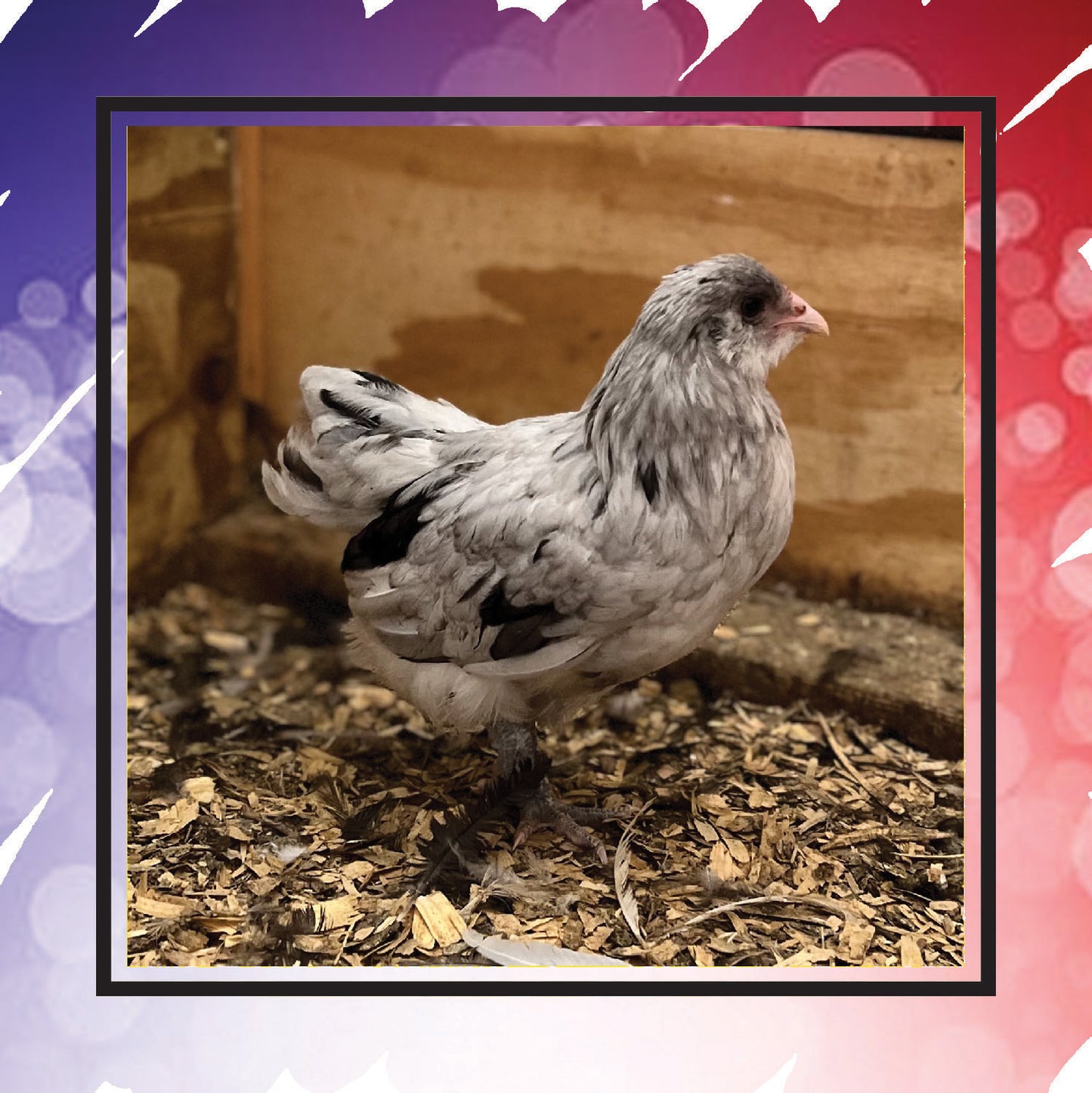 Ameraucana Pullet (New Year's Day Sale)