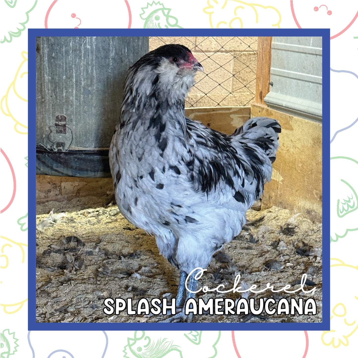 17+ Week Splash Ameraucana MALE (New Years Sale)
