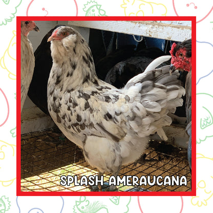 12-16 Week BBS Ameraucana (New Years Sale)
