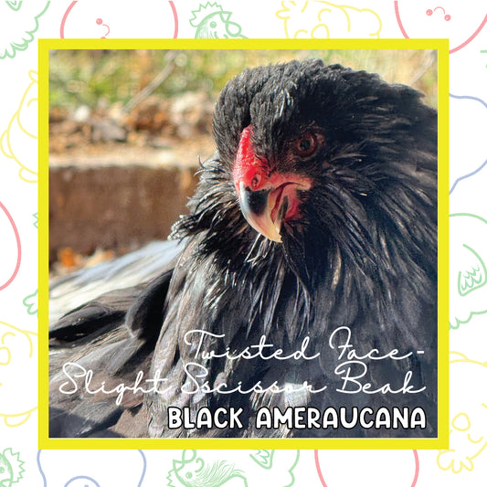 17+ Black Ameraucana (Twisted Face, Slight Scissor Beak)