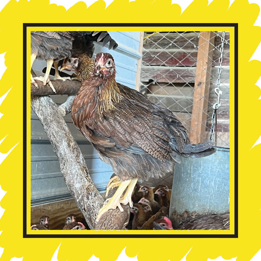 Pullets Piling Started Pullets – Deer Run Farm