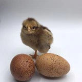 Hatching Egg: Welsummer