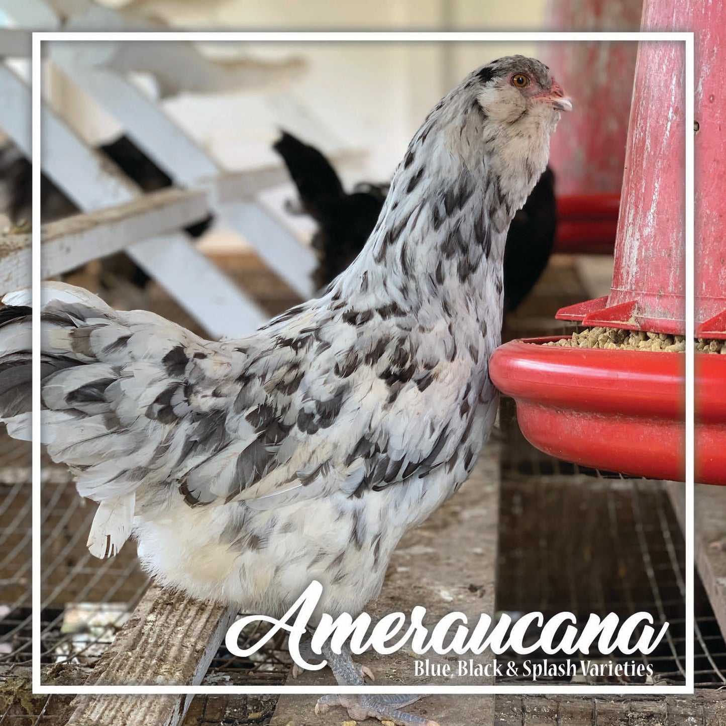 Ameraucana Juvenile