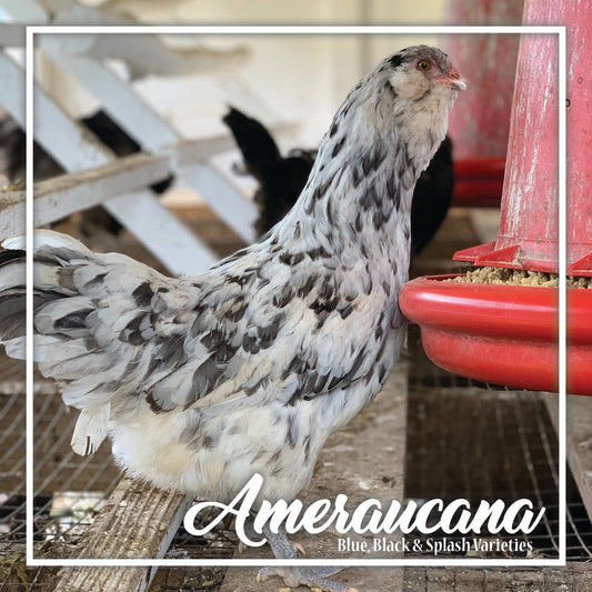 14+ Week Old Ameraucana Pullet