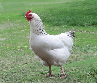 Delaware Pullet (12+ weeks)