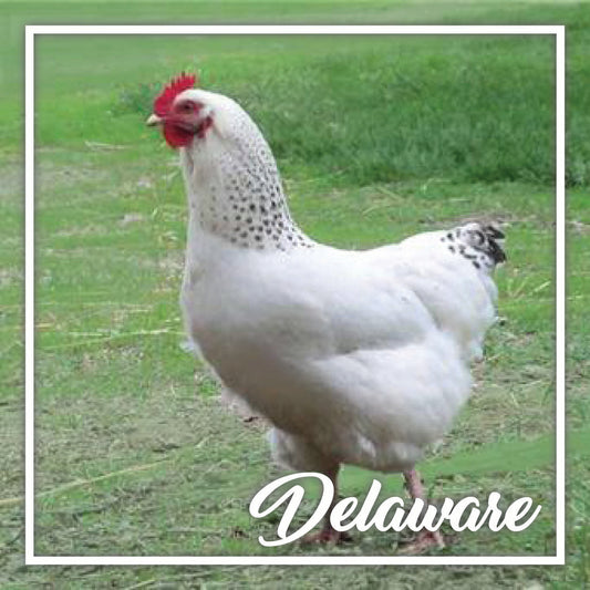 14+ Week Old Delaware Pullet