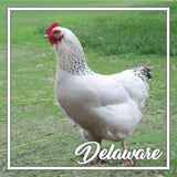 Delaware Juvenile