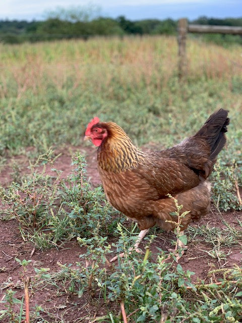 Welsummer Pullets (12+ weeks)