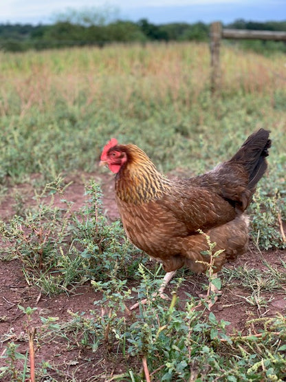 Welsummer Pullets (12+ weeks)