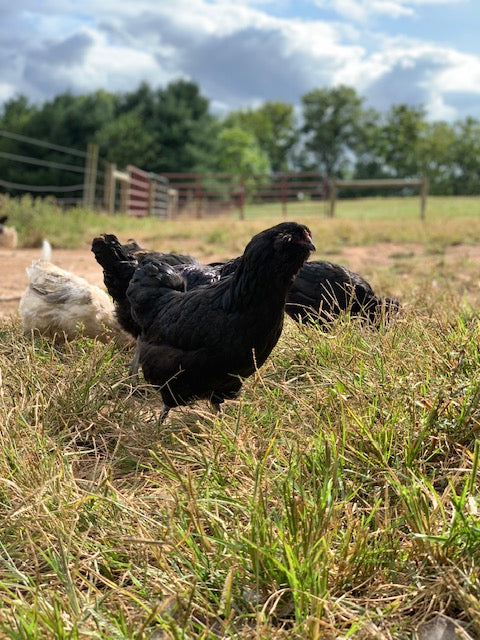 Ameraucana Pullet (12+ weeks)