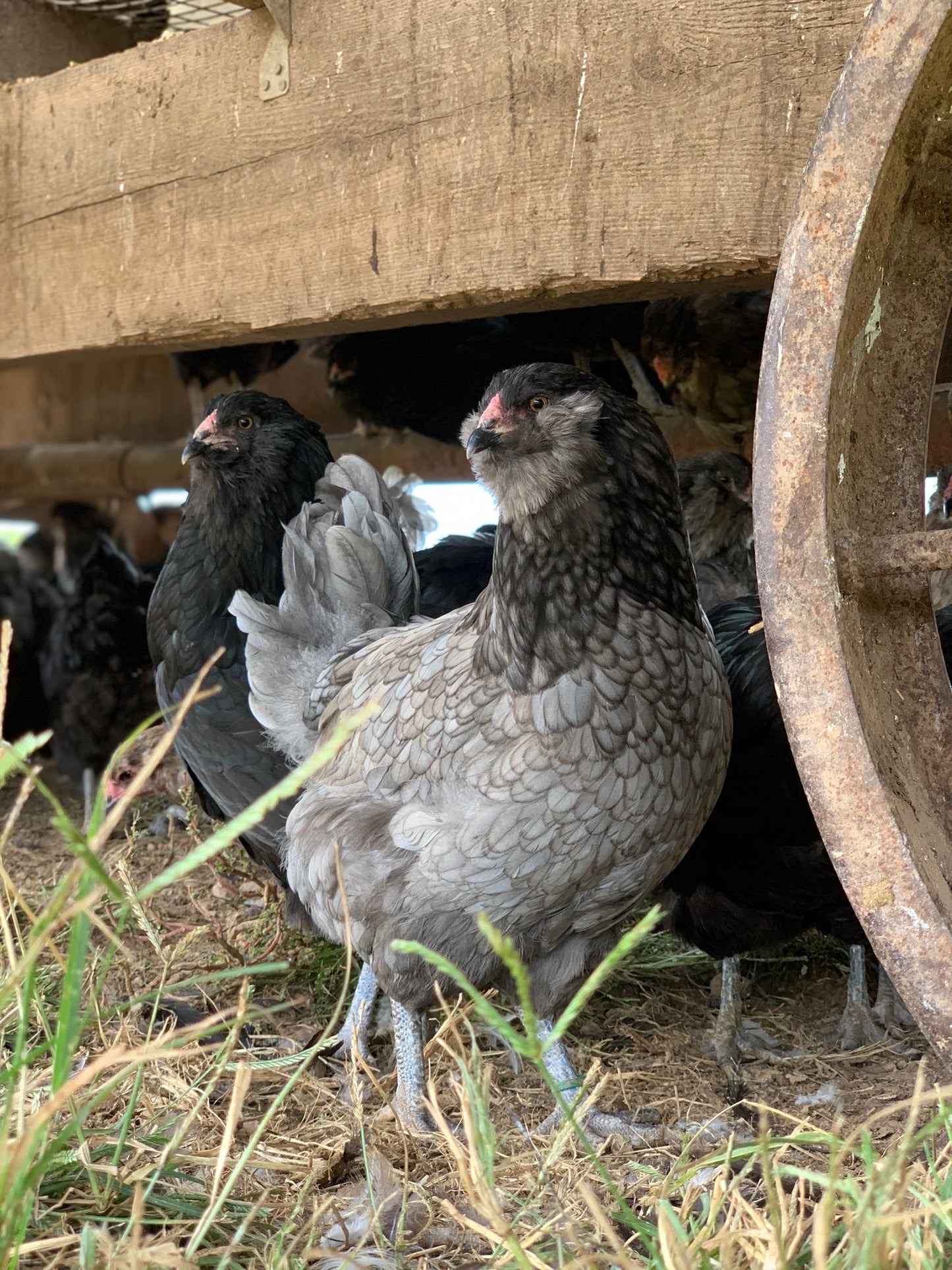 Ameraucana Pullet (12+ weeks)
