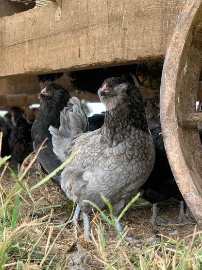 Ameraucana Pullet (12+ weeks)