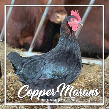 Copper Marans Juvenile