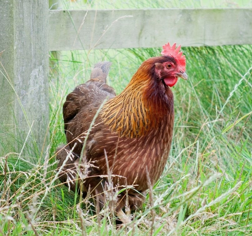 Welsummer Pullets (12+ weeks)