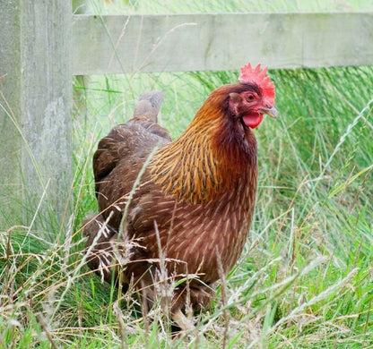 Welsummer Pullets (12+ weeks)